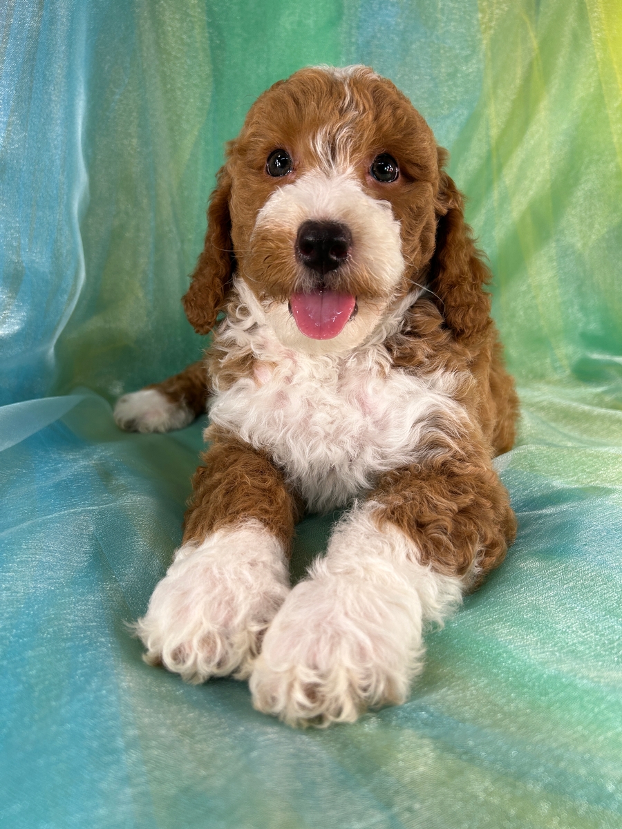 Male Bichon Poodle Puppy for Sale DOB 5-1-2026 $950